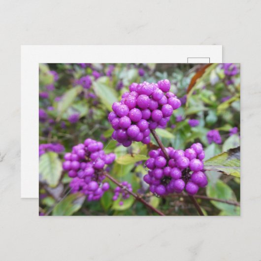 Paarse Callicarpa DIY Briefkaart (Voorkant / Achterkant)