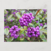 Paarse Callicarpa DIY Briefkaart (Voorkant)