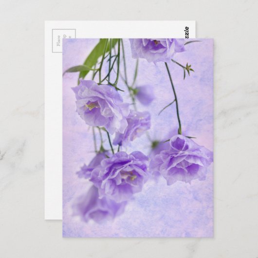 Paarse Campanella Flowers Macro Briefkaart (Voorkant / Achterkant)