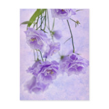 Paarse Campanella Flowers Macro