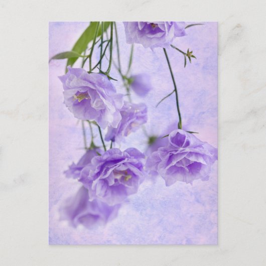 Paarse Campanella Flowers Macro Briefkaart (Voorkant)