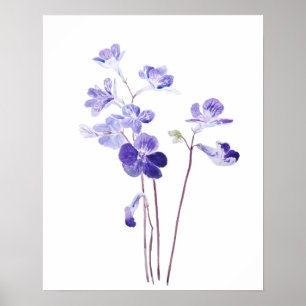 paarse Cape primrose bloemen waterverf Poster