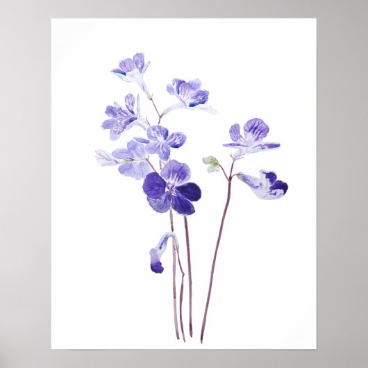 paarse Cape primrose bloemen waterverf Poster (Voorkant)