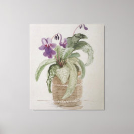 Paarse Cape Primrose Waterverf Canvas afdrukken