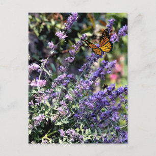 Paarse Catmint Bloem met Vlinder Briefkaart