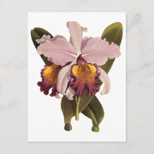 Paarse Cattleya Orchid, Tropische bloemen Briefkaart