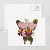  Paarse Cattleya Orchid, Tropische bloemen Briefkaart (Voorkant / Achterkant)