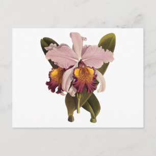 Paarse Cattleya Orchid, Tropische bloemen Briefkaart