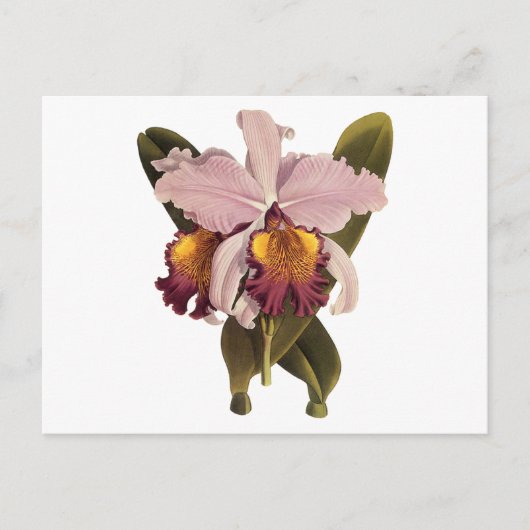  Paarse Cattleya Orchid, Tropische bloemen Briefkaart (Voorkant)