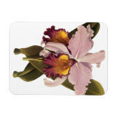 Paarse Cattleya Orchid, Tropische bloemen Magneet (Horizontaal)