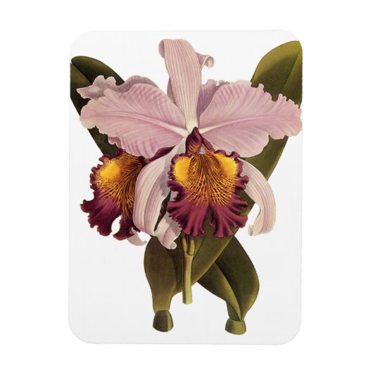 Paarse Cattleya Orchid, Tropische bloemen Magneet (Verticaal)