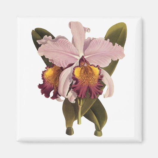  Paarse Cattleya Orchid, Tropische bloemen Magneet (Voorkant)