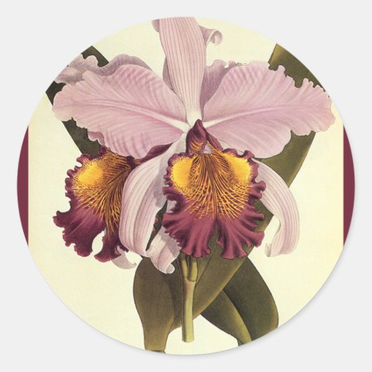  Paarse Cattleya Orchid, Tropische bloemen Ronde Sticker (Voorkant)