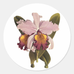  Paarse Cattleya Orchid, Tropische bloemen Ronde Sticker