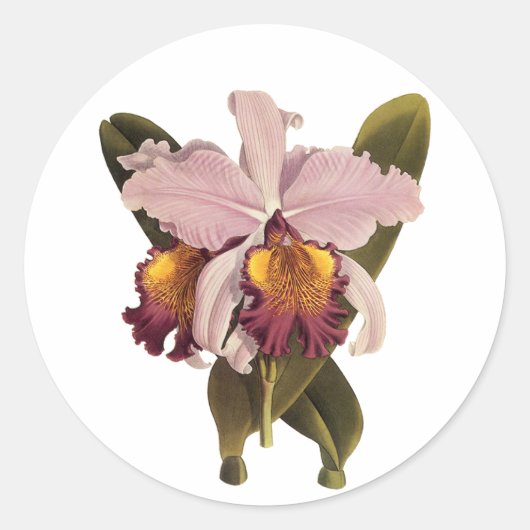  Paarse Cattleya Orchid, Tropische bloemen Ronde Sticker (Voorkant)