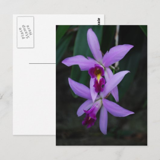 Paarse Cattleya orchidee Briefkaart (Voorkant / Achterkant)