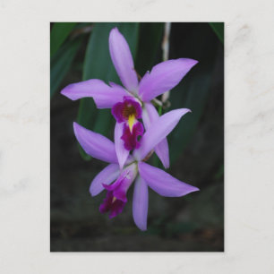 Paarse Cattleya orchidee Briefkaart