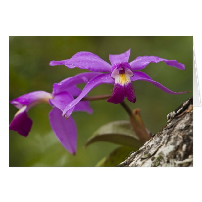 Paarse Cattleya Orchidee Cattleya violacea) (Voorkant Horizontaal)