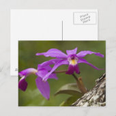 Paarse Cattleya Orchidee Cattleya violacea) Briefkaart (Voorkant / Achterkant)