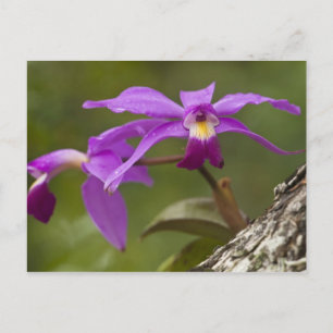 Paarse Cattleya Orchidee Cattleya violacea) Briefkaart