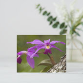 Paarse Cattleya Orchidee Cattleya violacea) Briefkaart (Staand voorkant)