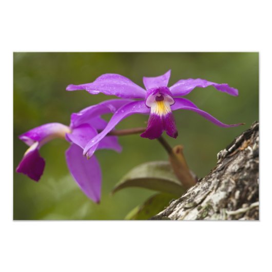 Paarse Cattleya Orchidee Cattleya violacea) Foto Afdruk (Voorkant)