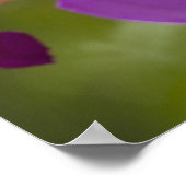 Paarse Cattleya Orchidee Cattleya violacea) Poster (Hoek)