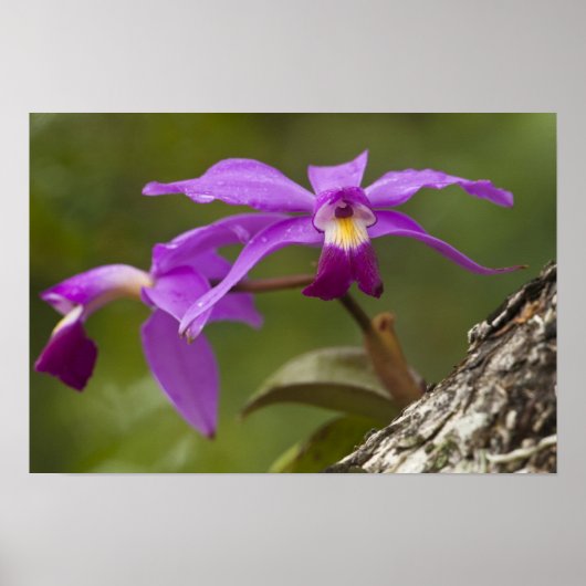 Paarse Cattleya Orchidee Cattleya violacea) Poster (Voorkant)