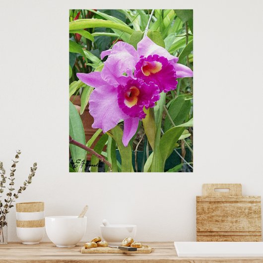 Paarse Cattleya Orchids Poster (Keuken)