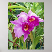 Paarse Cattleya Orchids Poster (Voorkant)