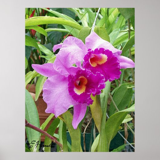 Paarse Cattleya Orchids Poster (Voorkant)