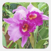 Paarse Cattleya Orchids Sticker (Voorkant)