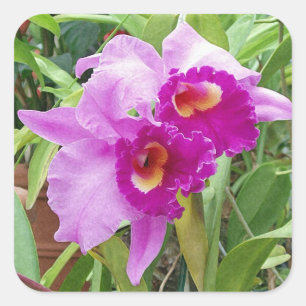 Paarse Cattleya Orchids Sticker