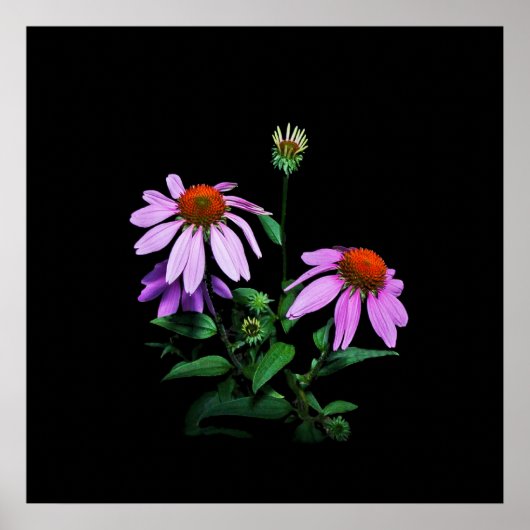 Paarse cefloer op zwart poster (Voorkant)