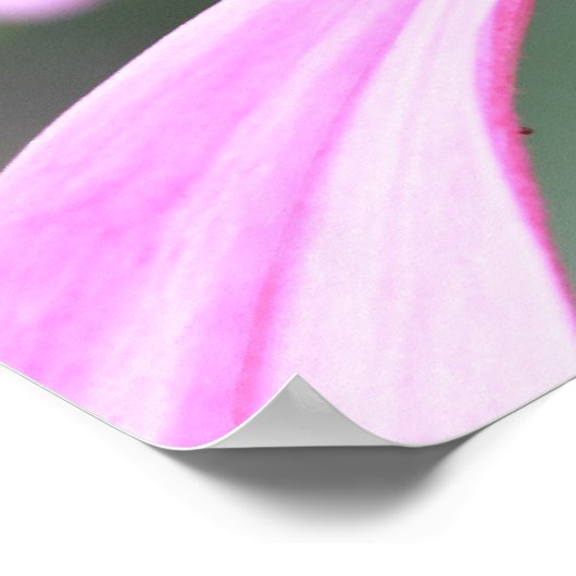 Paarse cefloerafdruk poster (Hoek)