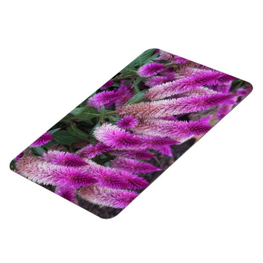 Paarse Celosia Magneet (Linkerzijde)