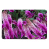Paarse Celosia Magneet (Horizontaal)