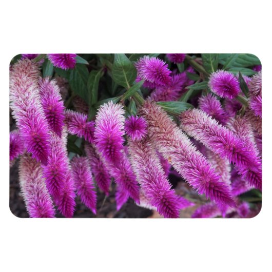 Paarse Celosia Magneet (Horizontaal)
