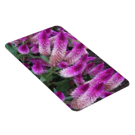 Paarse Celosia Magneet (Rechterzijde)