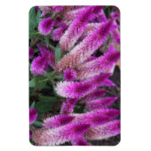 Paarse Celosia Magneet (Verticaal)
