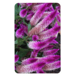 Paarse Celosia Magneet