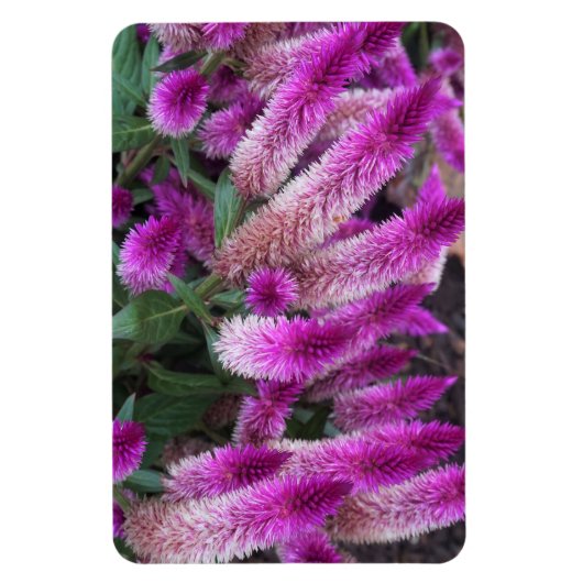Paarse Celosia Magneet (Verticaal)