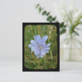 Paarse Chickory-tv Briefkaart (Staand voorkant)