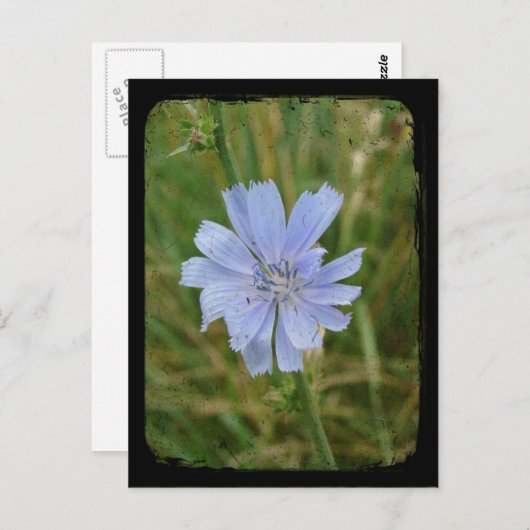 Paarse Chickory-tv Briefkaart (Voorkant / Achterkant)