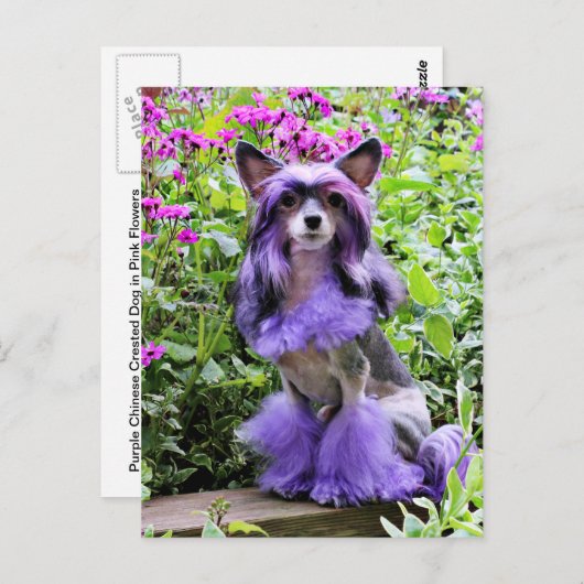 Paarse Chinese Crested Dog in roze bloemen Briefkaart (Voorkant / Achterkant)