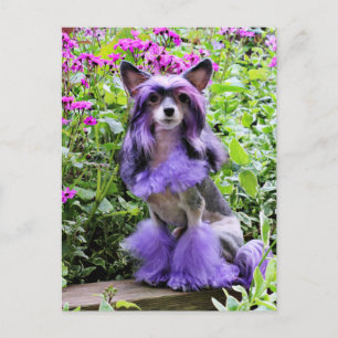 Paarse Chinese Crested Dog in roze bloemen Briefkaart