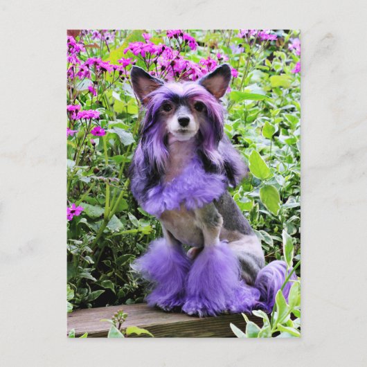 Paarse Chinese Crested Dog in roze bloemen Briefkaart (Voorkant)