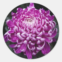 Paarse chrysant ronde Stickers