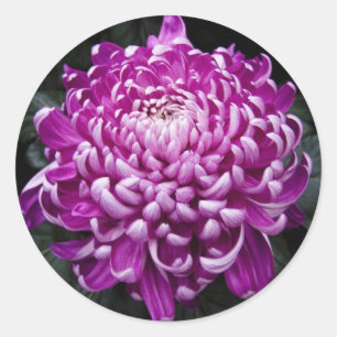 Paarse chrysant ronde Stickers
