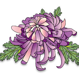 Paarse Chrysanthemum Mok